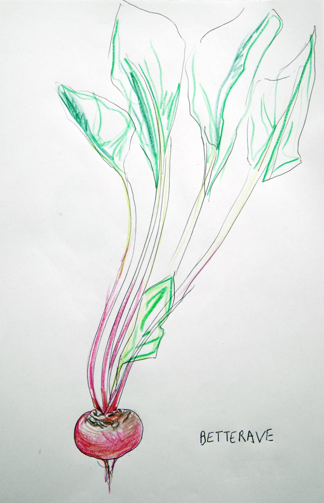 betterave